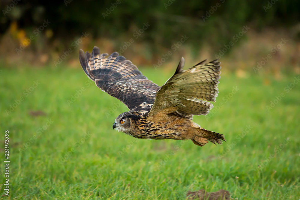 Fototapeta premium Uhu im Flug