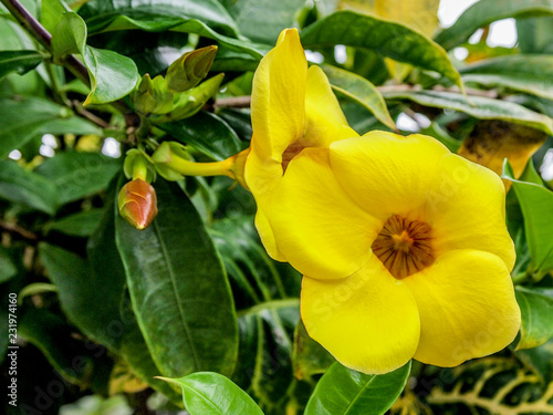 Front close-up of a yellow flower of a Wilkens bitter plant or Allamanda cathartica against another flower and green leaves in a blurred background, sprouting a small brown buds, sunny day