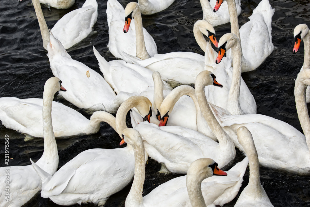 Obraz premium Flock of white swans in the river receives food from the tourists. Photo from Prague.