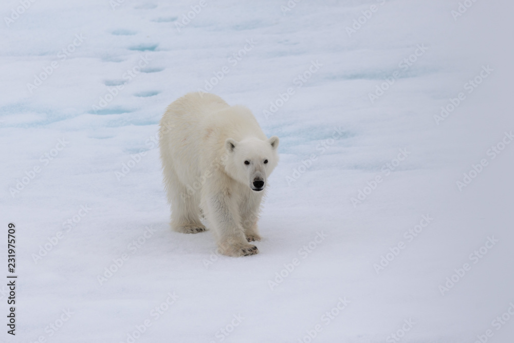 Polar bear (Ursus maritimus) on the pack ice north of Spitsbergen Island, Svalbard Polar bear (Ursus maritimus) on the pack ice north of Spitsbergen Island, Svalbard