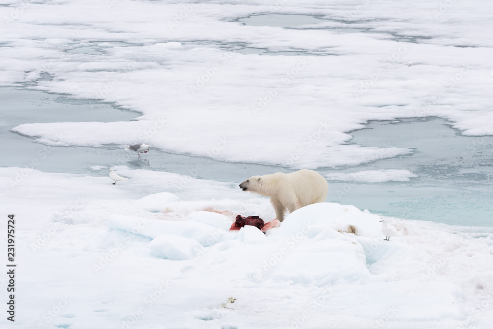 Polar bear eating seal on pack ice Polar bear eating seal on pack ice
