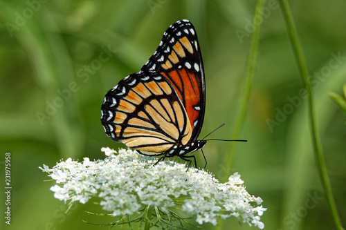 Tableau sur toile A Viceroy Butterfly rests on a Queen Anne’s Lace flower