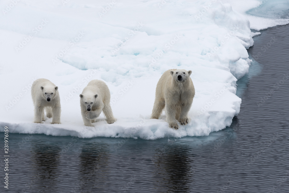 Fototapeta premium Polar bear (Ursus maritimus) mother and twin cubs on the pack ice, north of Svalbard Arctic Norway