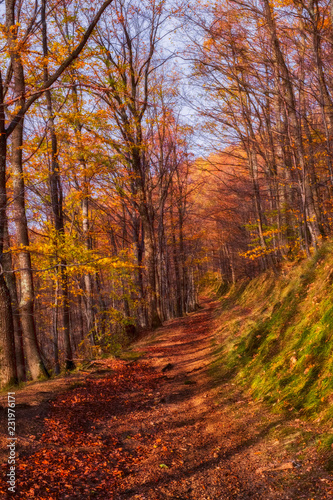 the path through the autumn forest