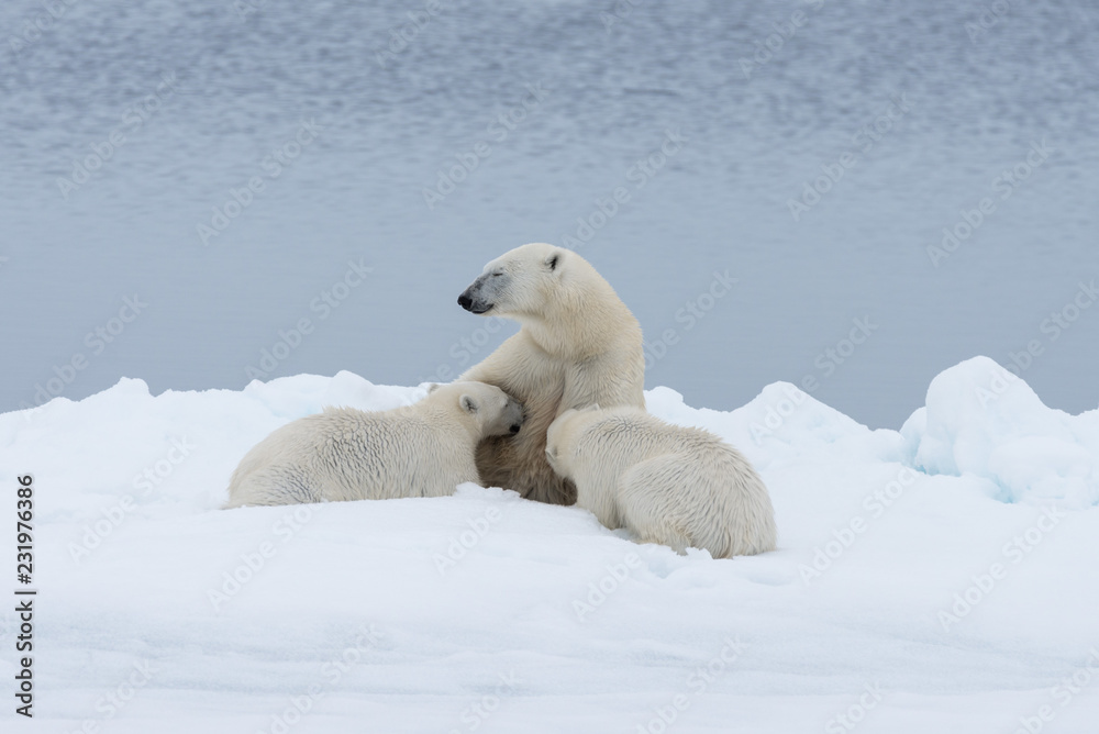 Naklejka Polar bear mother feeding her cubs on the pack ice, north of Svalbard Arctic Norway