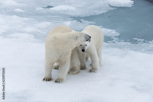 Polar bear (Ursus maritimus) mother and cub on the pack ice, north of Svalbard Arctic Norway