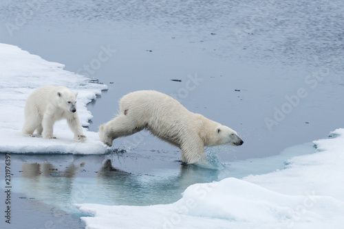 Wild Polar Bear and cubs jumping across the ice on the pack ice, north of Svalbard Arctic Norway