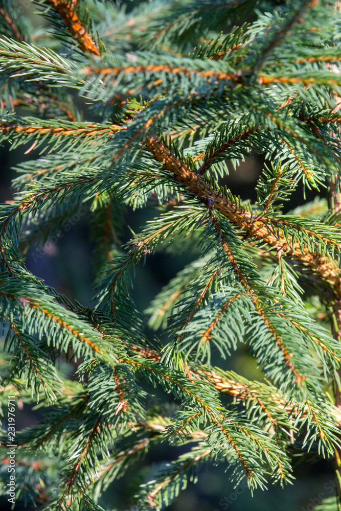 Green Christmas tree closeup. Coniferous forest background. Spruce needles close up. Fresh young plant. Evergreen trees background. Winter trees macro. Beautiful conifer branches on sunny day.