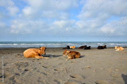 Cows resting on the beach on the sand by the sea on a Sunny day