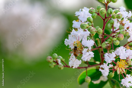 Fototapeta Naklejka Na Ścianę i Meble -  bee eating on white flowers