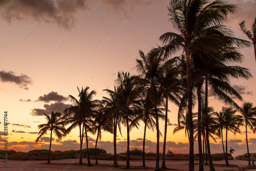 tropical palm trees at sunrise or sunset