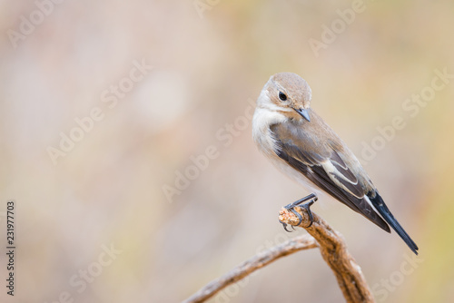 ficedula hypoleuca or papamoscas cerrojillo on a brunch photo