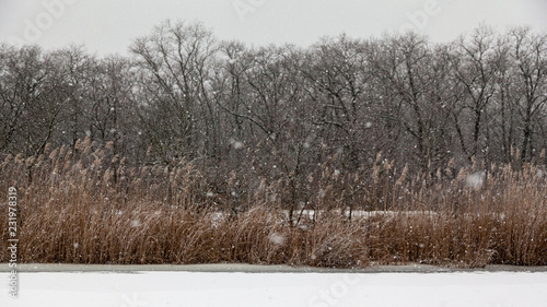 Wallpaper Mural Winter landscape with snowfall Torontodigital.ca