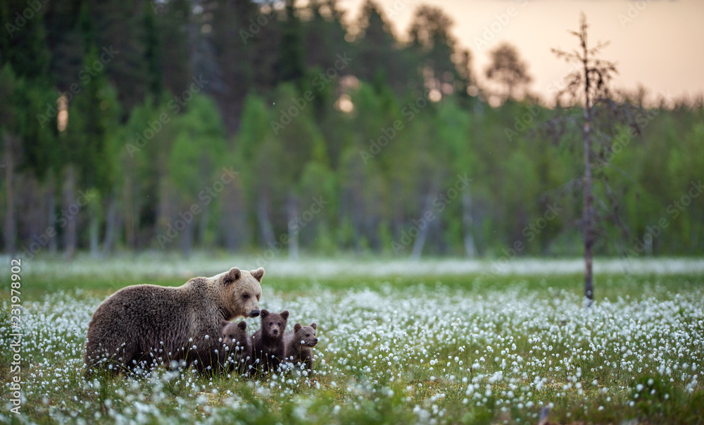 Fototapeta premium Niedźwiedzica i niedźwiadki w letnim lesie na torfowisku wśród białych kwiatów. Naturalne środowisko. Niedźwiedź brunatny, nazwa naukowa: Ursus arctos. Sezon letni.