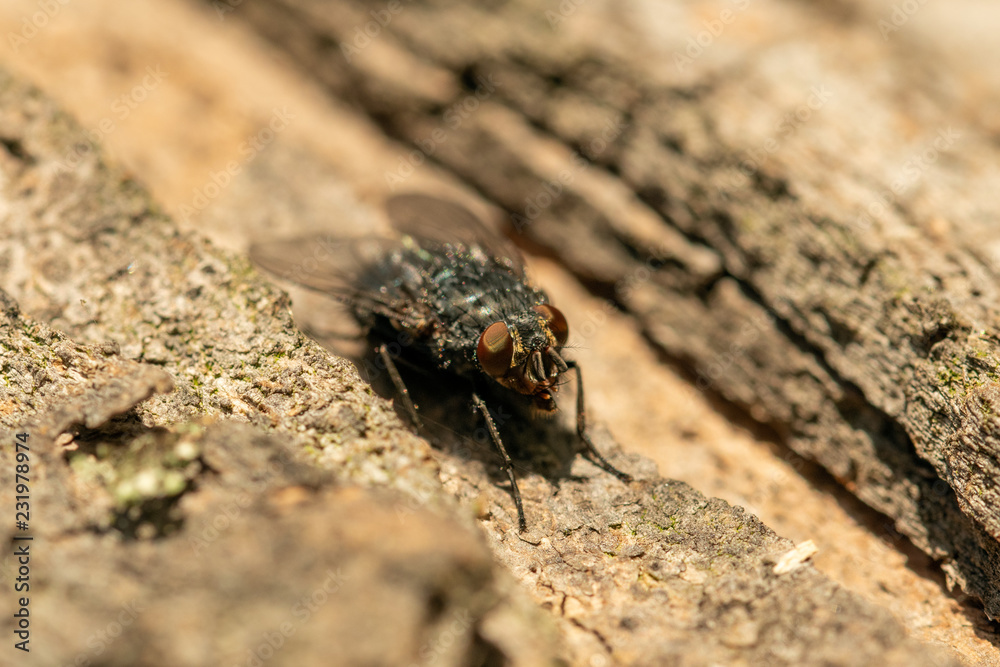 Fly in the sun. Fly in the sun.