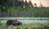 She-bear and bear cubs in the summer forest on the bog among white flowers. Natural Habitat. Brown bear, scientific name: Ursus arctos. Summer season.