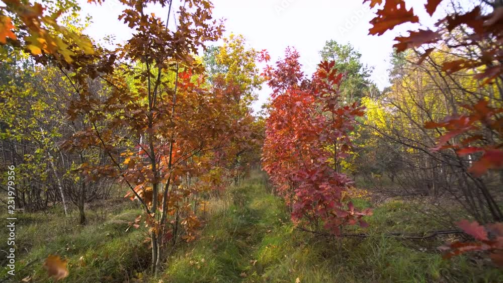 Autumn Oak Trees Background Motion Cam