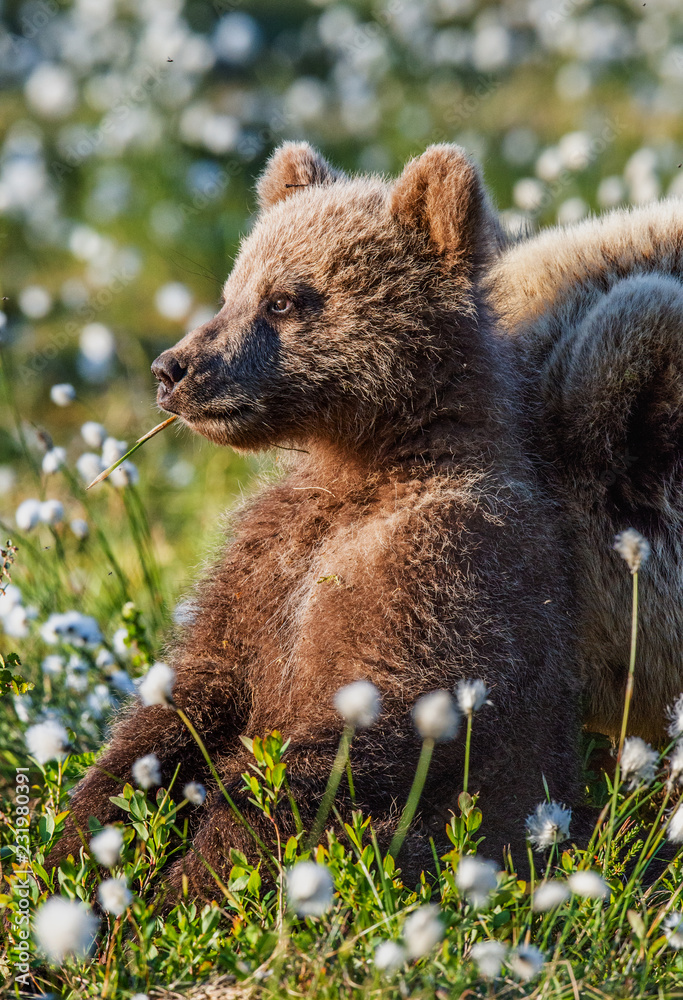 Close up portrait of bear-cub. Brown bear cub in the summer forest among white flowers. Scientific name: Ursus arctos. Natural Green Background. Natural habitat. Close up portrait of bear-cub. Brown bear cub in the summer forest among white flowers. Scientific name: Ursus arctos. Natural Green Background. Natural habitat.