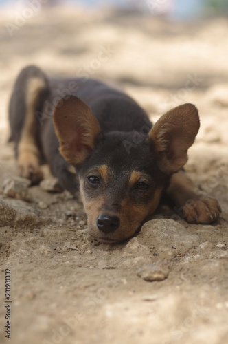 chien errant