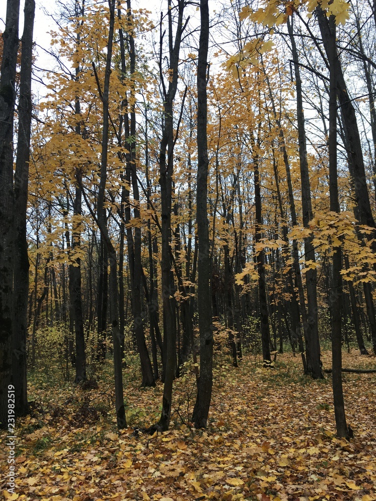 Fototapeta premium forest in autumn