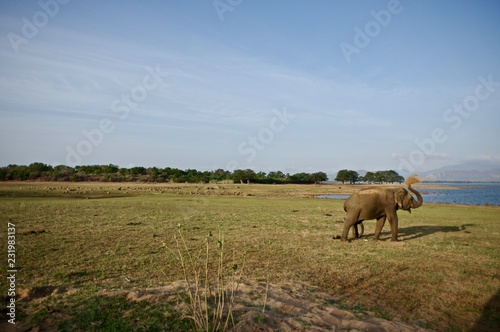 elephant au sri lanka © julien