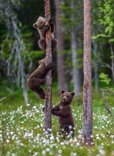 Foto Brown bear cubs climbs a tree