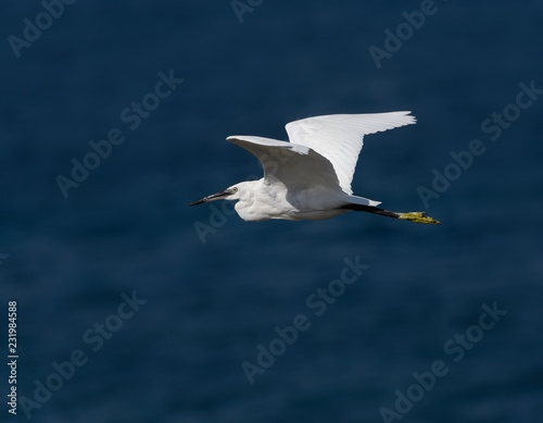 Wallpaper Mural  Little Egret in Flight Over Sea Torontodigital.ca