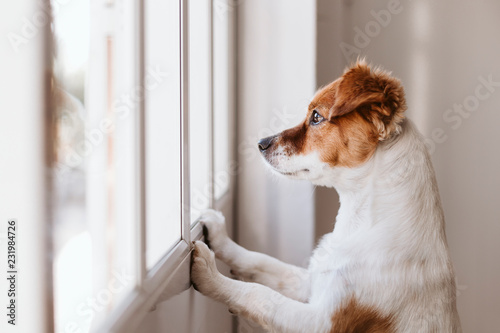 cute small dog standing on two legs and looking away by the window searching or waiting for his owner. Pets indoors photo
