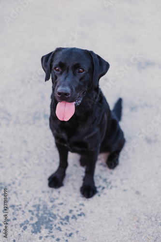 portrait outdoors of a beautiful black labrador sitting on the floor and looking at the camera. pets outdoors