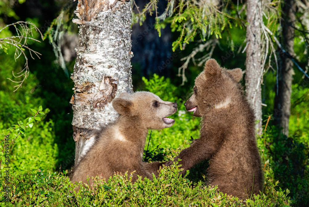 Fototapeta premium Brown Bear Cubs playfully fighting, Scientific name: Ursus Arctos Arctos. Summer green forest background. Natural habitat.