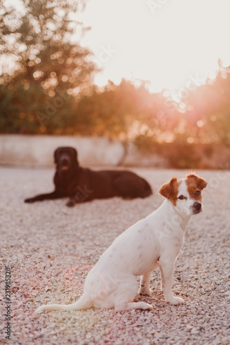 Fototapeta Naklejka Na Ścianę i Meble -  portrait outdoors of a beautiful black labrador lying on the floor and a cute small white dog at sunset during golden hour. Pets outdoors