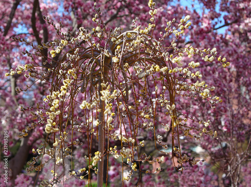 Willow and Magnolia