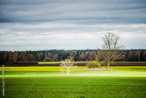 An autumn landscape. A view of the green country agricultural field against stormy blue sky. Evcening light. Latvia photo