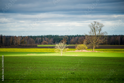 An autumn landscape. A view of the green country agricultural field against stormy blue sky. Evcening light. Latvia photo