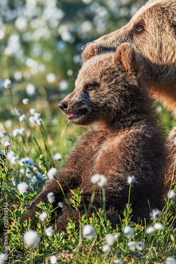 Obraz premium Brown bear cub and she-bear in the summer forest, among white flowers. Closeup portrait. Scientific name: Ursus arctos. Natural Summer Green Background. Natural habitat.
