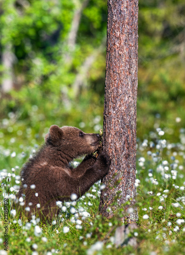 Praying brown bear cub in the summer forest among white flowers. Scientific name: Ursus arctos. Natural Green Background. Natural habitat.