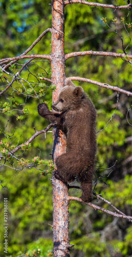 Obraz premium Brown bear cub climbs a tree. Natural habitat. In Summer forest. Sceintific name: Ursus arctos.