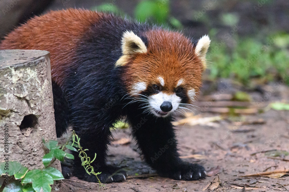 Red Panda Red Panda