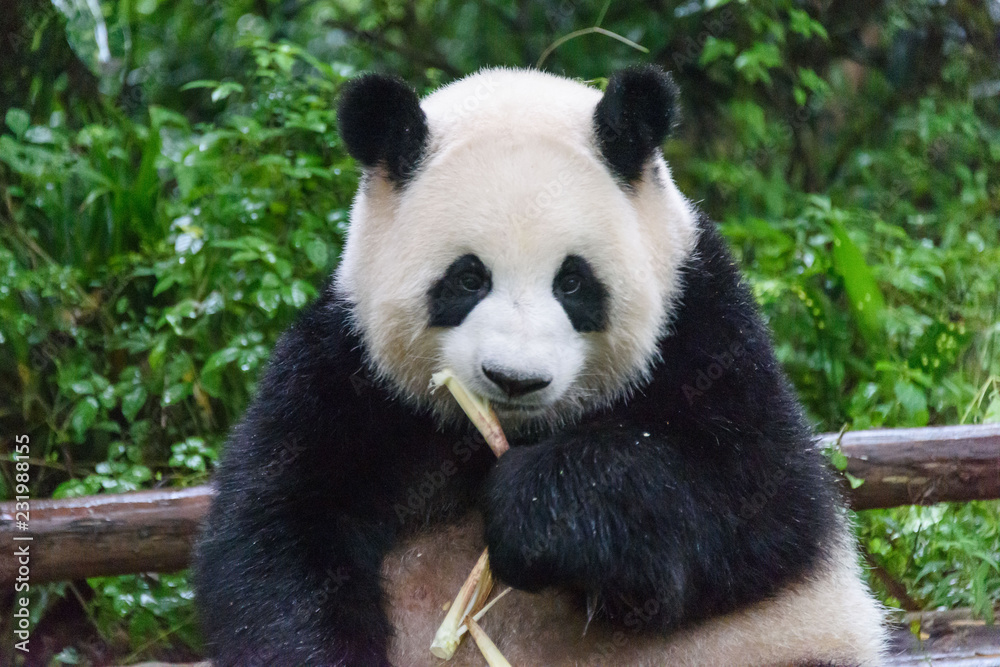 Giant Panda eating Giant Panda eating