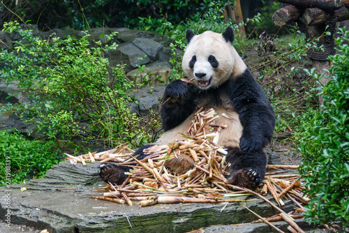 Giant Panda eating photo