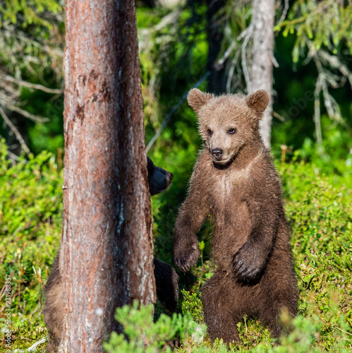 Brown bear cub stands on its hind legs. Natural habitat. Summer forest. Sceintific name: Ursus arctos.
