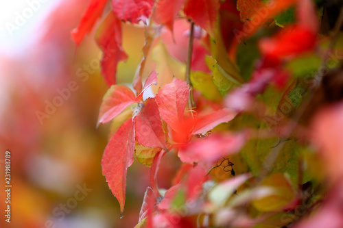 Red boston ivy,outdoors in autumn