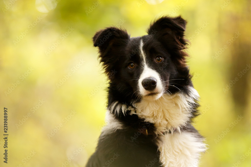 Border Collie Portrait im Herbst