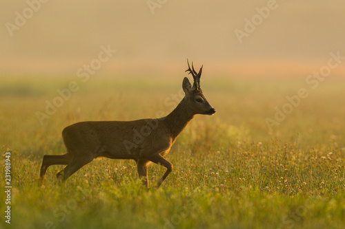 Behang Roebuck - buck (Capreolus capreolus) Roe deer - goat