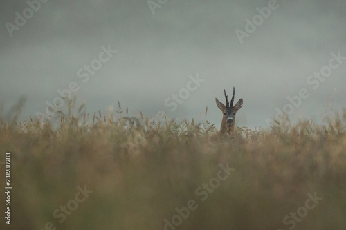 Roebuck - buck (Capreolus capreolus) Roe deer - goat photo