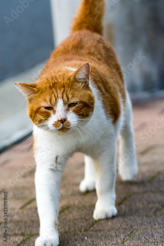 街猫 野良猫