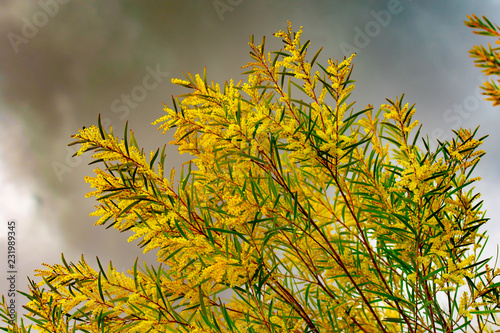 Yellow and green wattle in bloom 