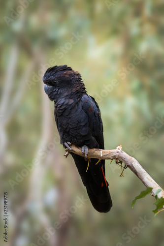 Beautiful red-tailed black cockatoo (Calyptorhynchus banksii), Central Australia, Northern Territory, Australia photo