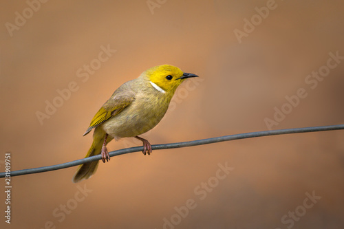White-plumed honeyeater (Lichenostomus penicillatus), Central Australia, Northern Territory, Australia photo