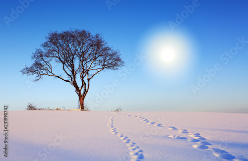 Winter landscape with tree and sun.